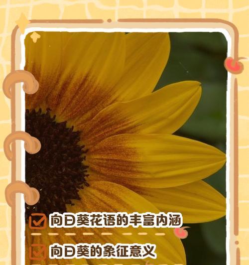 如何用花语表达未说出口的爱？有哪些花语适合？