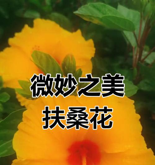 朱槿花的花语和寓意是什么？它象征着什么？