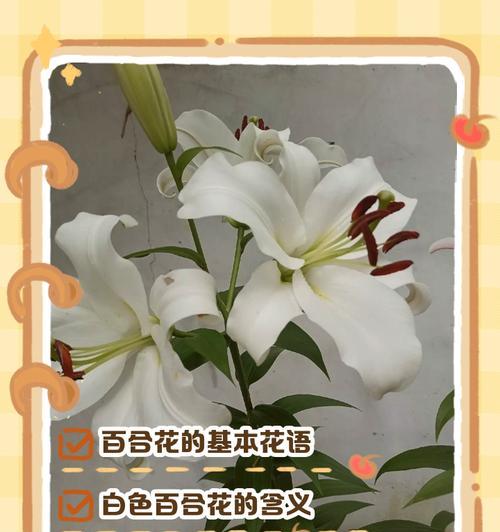 哪种花的花语代表优雅？它传递了哪些信息？
