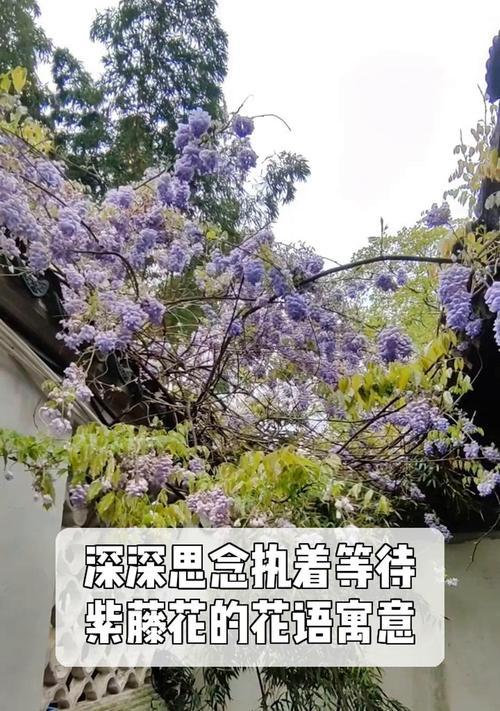 紫藤花的花语和寓意是什么？它象征着什么？