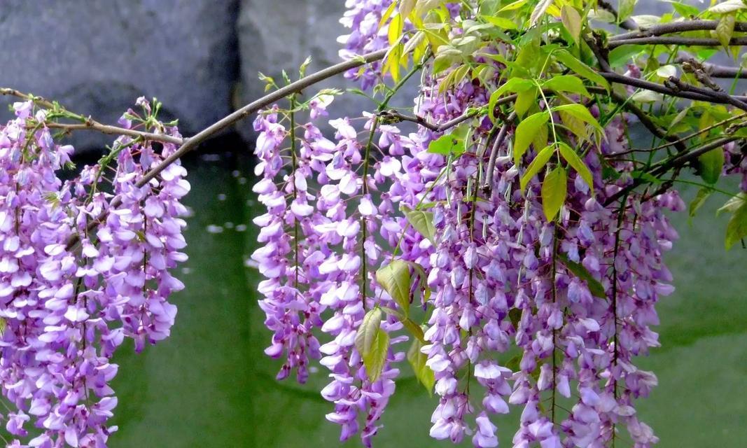 紫藤花的花语和寓意是什么？它象征着什么？