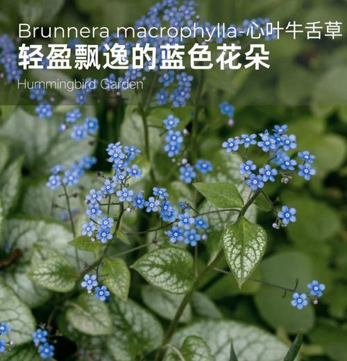哪些植物喜阴？室内阴凉处植物的选择和养护？
