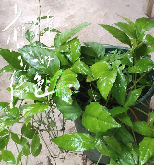 哪些植物喜阴？室内阴凉处植物的选择和养护？