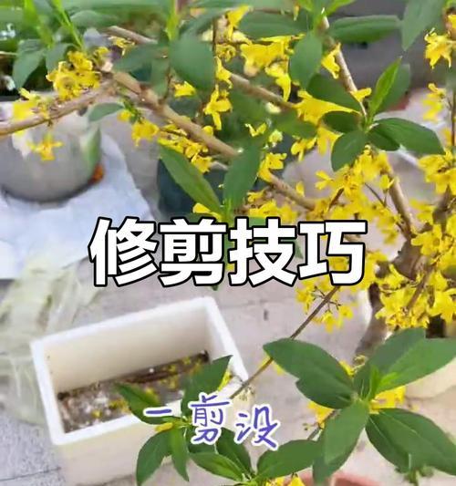 木槿修剪的最佳时机是什么时候？修剪时应注意什么？