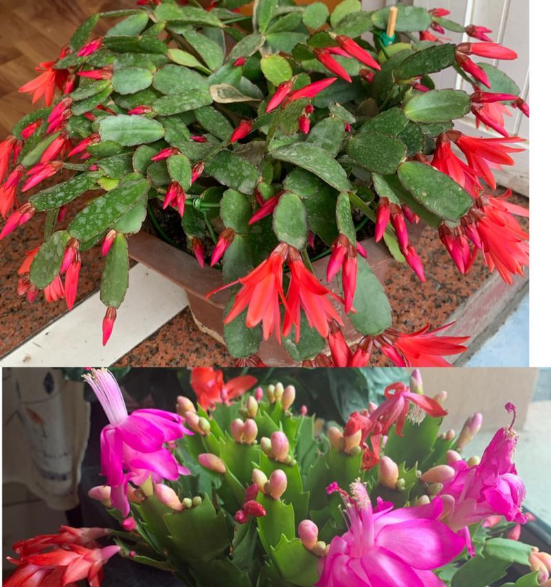 亮红仙人指开花的秘诀是什么？