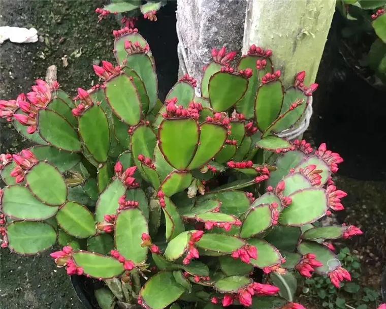 亮红仙人指开花的秘诀是什么？