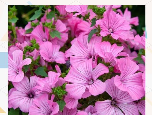 花葵种植需要注意哪些要点？
