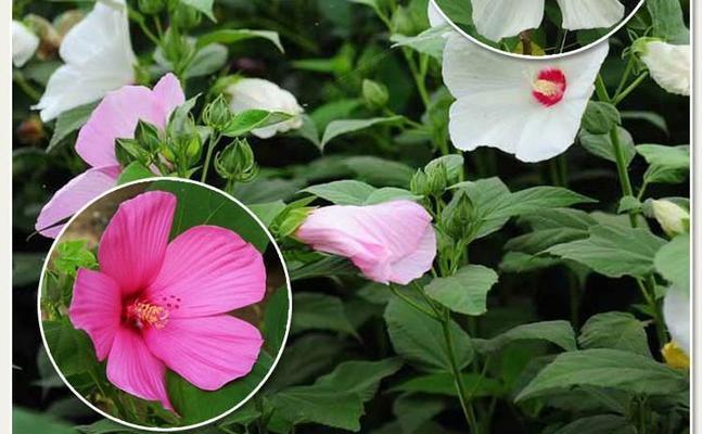 花葵种植需要注意哪些要点？