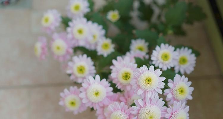 花葵种植需要注意哪些要点？