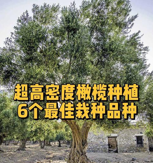 橄榄有哪些品种？橄榄品种大全及其特性是什么？