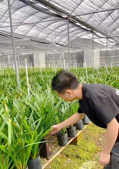 墨兰企黑的养殖技巧有哪些？如何避免常见问题？