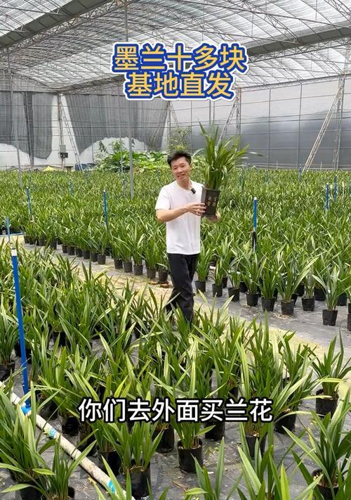 墨兰企黑的养殖技巧有哪些？如何避免常见问题？