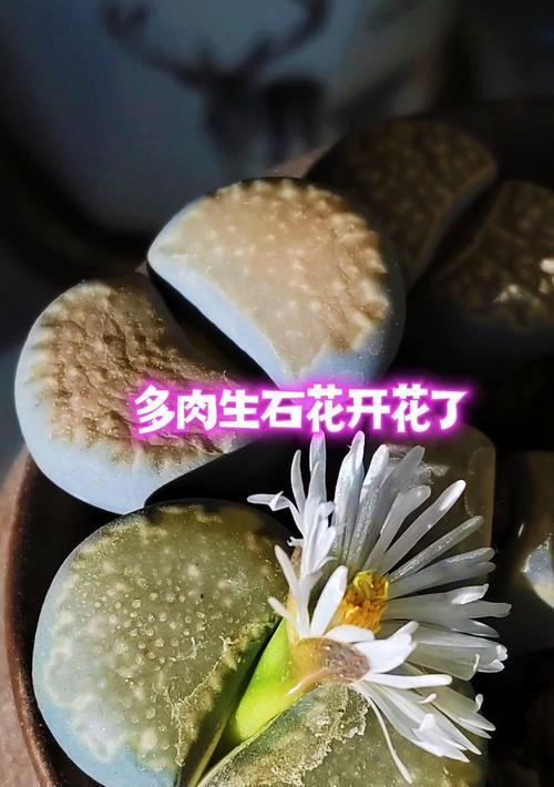 生石花怎么养？生石花的养殖环境和浇水技巧是什么？
