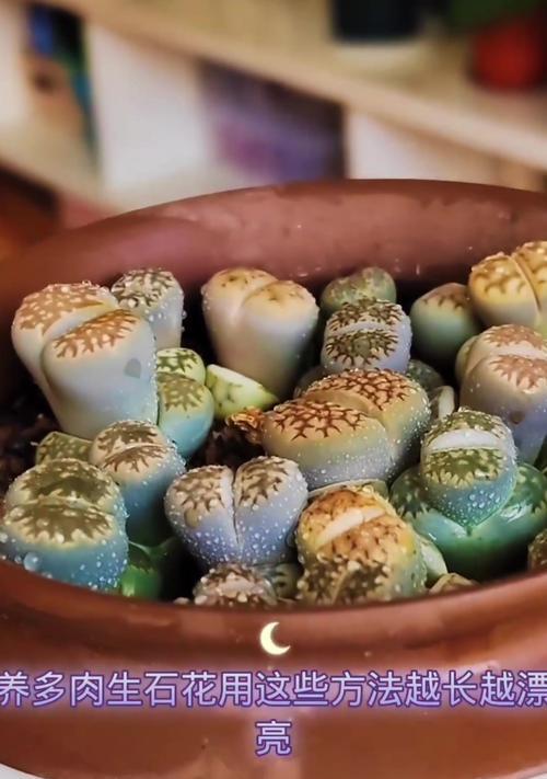 生石花怎么养？生石花的养殖环境和浇水技巧是什么？