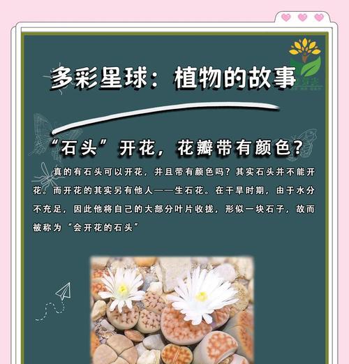 生石花怎么养？生石花的养殖环境和浇水技巧是什么？