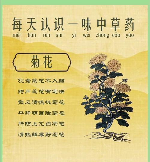菊花有哪些常见品种？菊花常见品种的识别方法是什么？