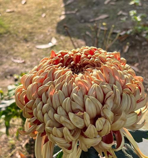 菊花有哪些常见品种？菊花常见品种的识别方法是什么？