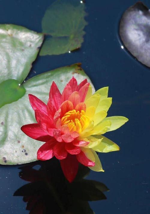 莲的生态习性是什么？莲花的文化象征意义？