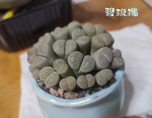 生石花徒长怎么办？如何修剪恢复？