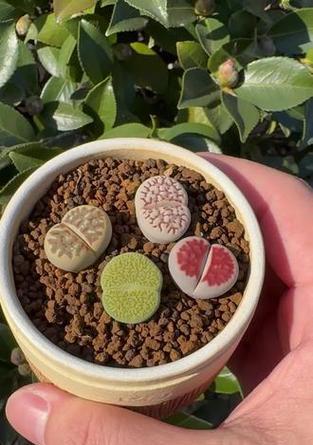 生石花徒长怎么办？如何修剪恢复？