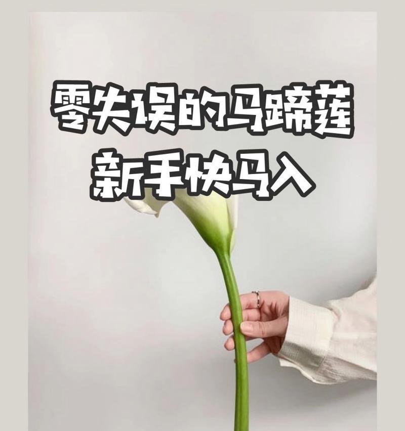 马蹄莲切花的养护要点是什么？