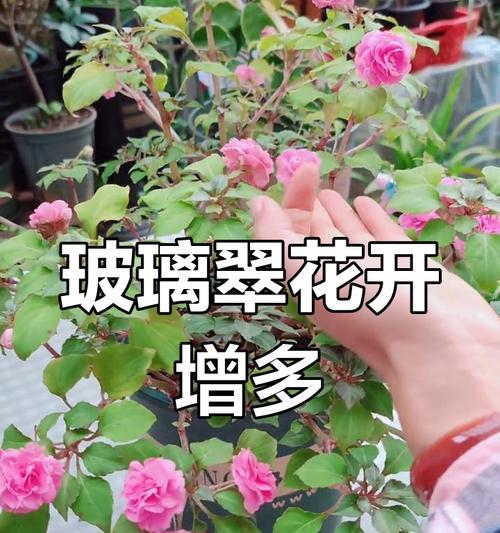 玻璃翠的正确养护和繁殖方法有哪些？