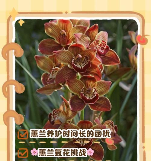 野生蕙兰的养殖要点是什么？