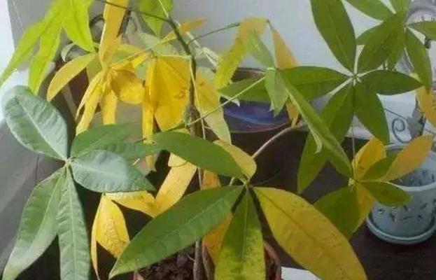 花枯萎怎么办？如何诊断和解决花卉枯萎问题？