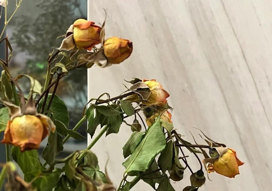 花枯萎怎么办？如何诊断和解决花卉枯萎问题？