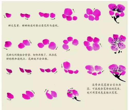 梅花是怎么繁殖的？梅花繁殖的正确步骤是什么？