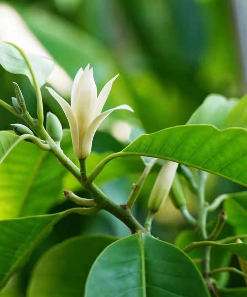 白兰花有哪些品种？不同品种的白兰花有何特点？