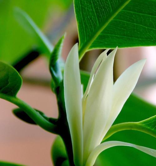 白兰花有哪些品种？不同品种的白兰花有何特点？