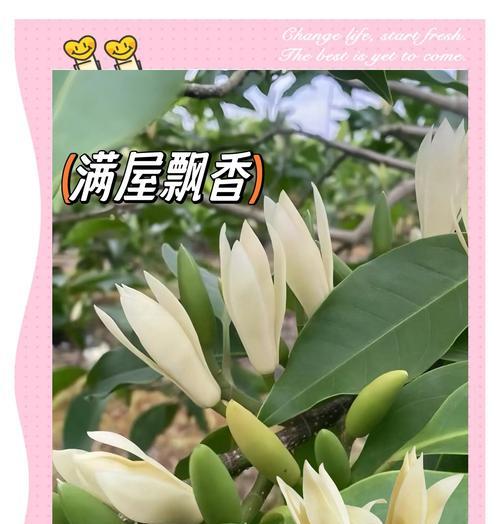 白兰花有哪些品种？不同品种的白兰花有何特点？