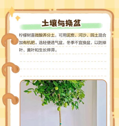柠檬树的养护技巧和常见问题是什么？