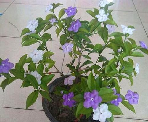 双色茉莉繁殖方法有哪些？