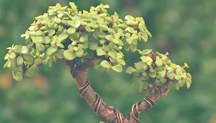金枝玉叶植物有什么作用？它在园艺中的价值是什么？