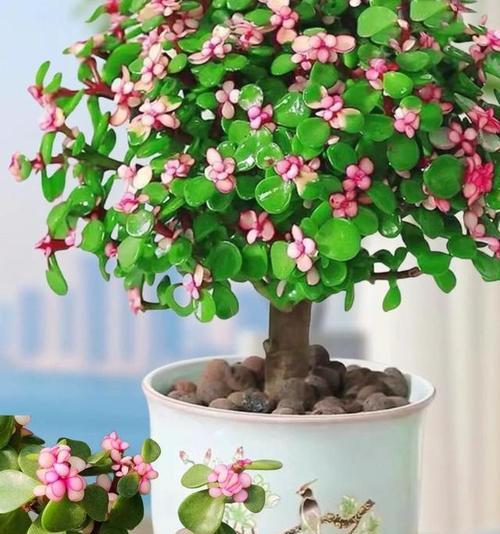 金枝玉叶植物有什么作用？它在园艺中的价值是什么？