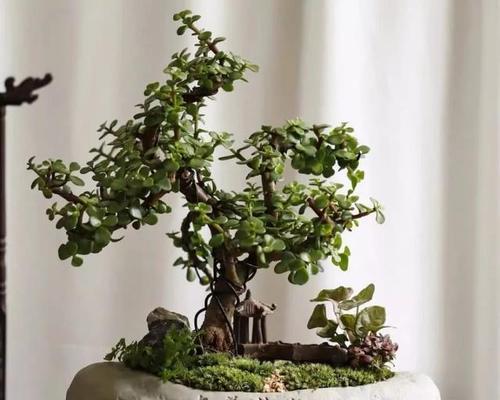 金枝玉叶植物有什么作用？它在园艺中的价值是什么？