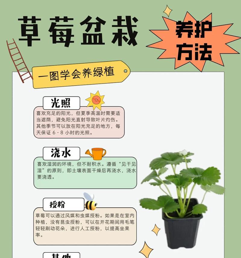 草莓种子发芽的条件是什么？如何提高发芽率？