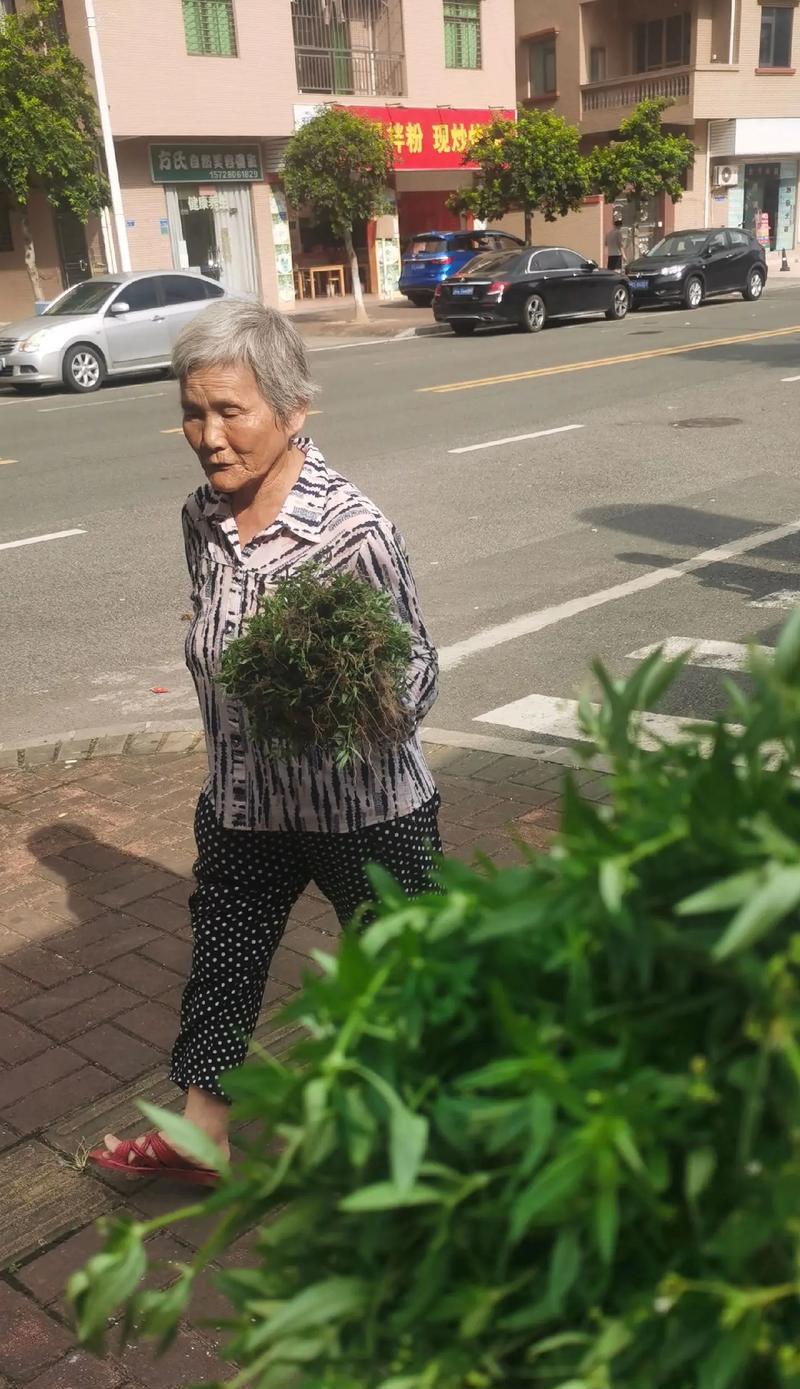 石榕树的养护方法和常见问题？