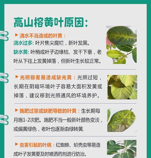 石榕树的养护方法和常见问题？