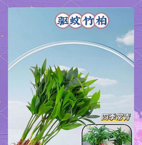 竹柏的养殖技巧和注意事项是什么？