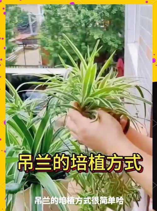 吊兰生长过旺如何修剪使其更加美观？