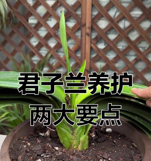 君子兰开花的秘诀是什么？