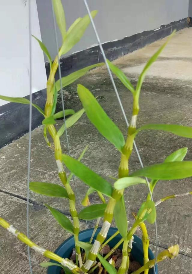 石斛的养护方法有哪些？怎样才能养出健康的石斛？