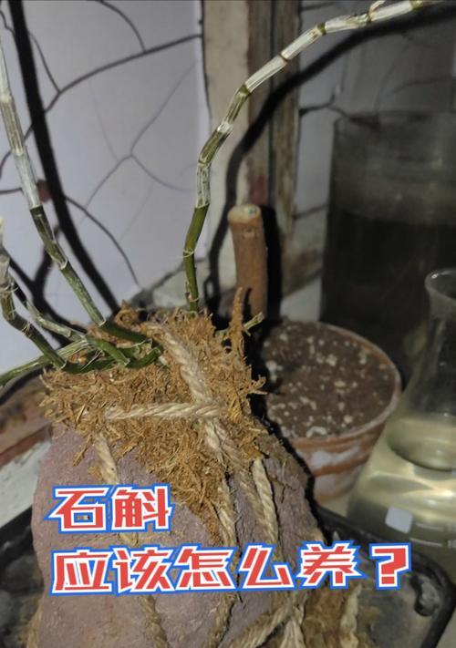 石斛的养护方法有哪些？怎样才能养出健康的石斛？
