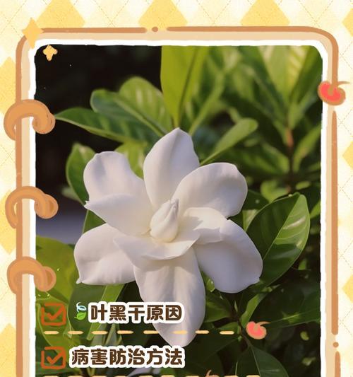 栀子花干叶问题的解决与预防方法？