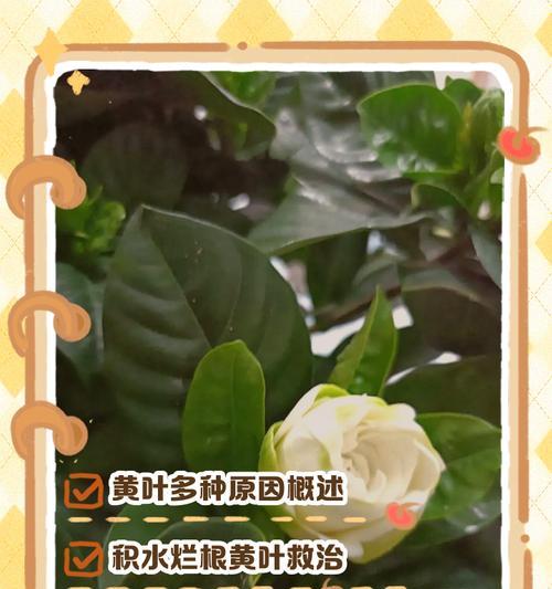 栀子花干叶问题的解决与预防方法？