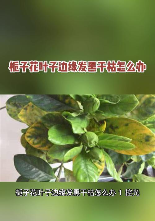 栀子花干叶问题的解决与预防方法？