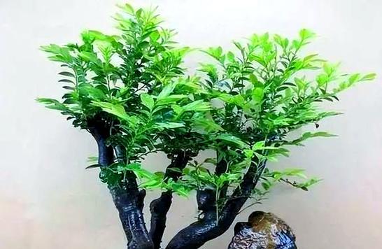 常绿盆景有哪些种类？它们的养护要点是什么？